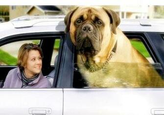 English Mastiff Wallpaper Image Photos Stills
