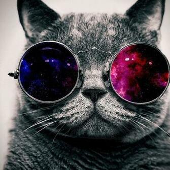 Cat On Colored Glasses Desktop Wallpaper