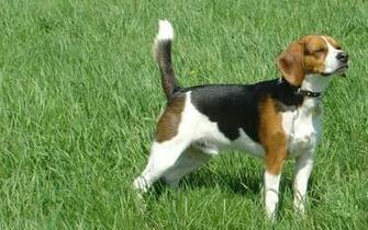 Lovely Beagle Desktop Pc And Mac Wallpaper