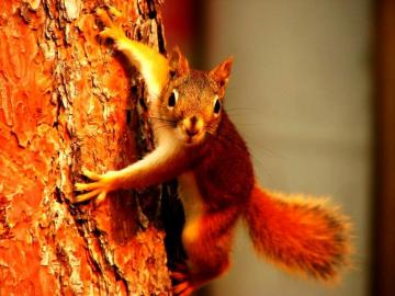 Squirrel Animals Eurasian Red Background
