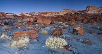 Jasper Forest In The Petrified National Park Usa Wallpaper