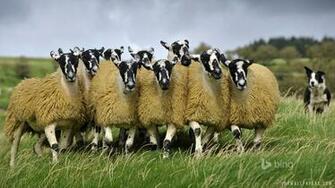 Sheep Flock HD Wallpaper IHD