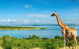 Giraffe Computer Wallpaper Desktop Background Id