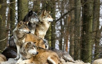 Wolves More Than Jack Loved Rose Dances With