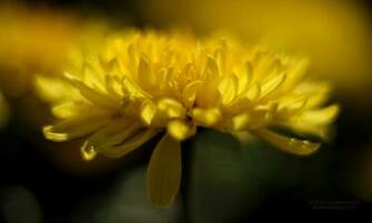 Chrysant Bloemen Wallpaper X Achtergrond