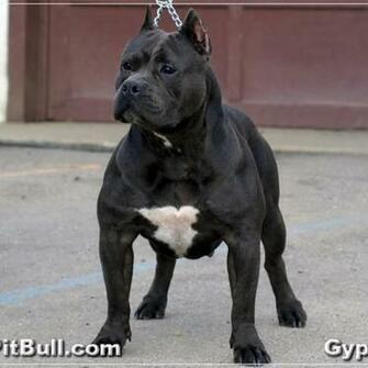 Pet C Es Pitbull Caracteristicas