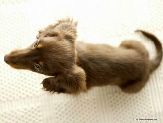 Wallpaper Miniature Dachshund