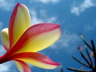 In Life This Post Was Brought To You By Flower Desktop Background