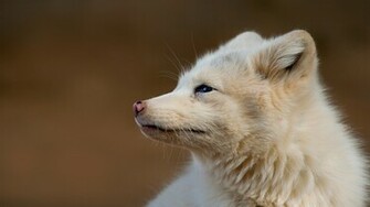 Fox Arctic Wallpaper Background Image