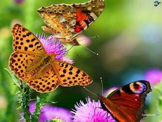 Butterfly Wallpaper
