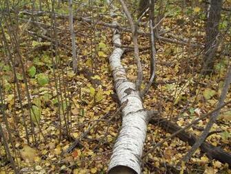 Related More Minnesota Aspens In Fall Summer
