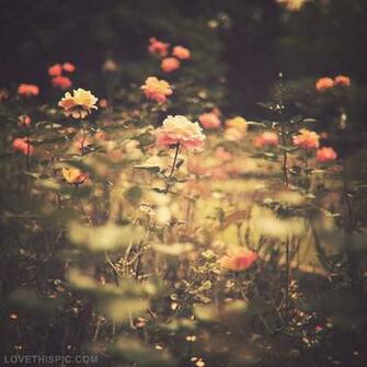 Beautiful Vintage Roses