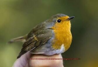 Beautiful Wallpaper Robin Bird