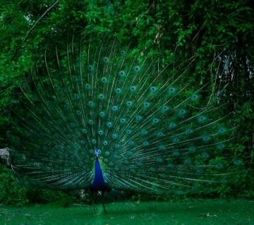 Peacock Pictures HD Image