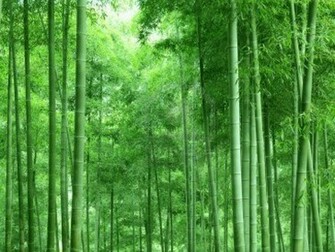 Wallpaper Bamboo Forest