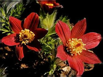 Late Bloomer By Trixxie17 Caedes Desktop Wallpaper