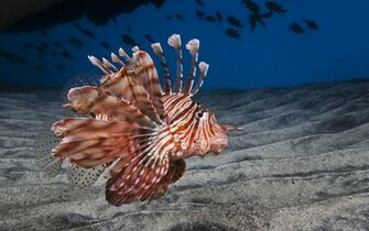 Poisson Papillon Wallpaper