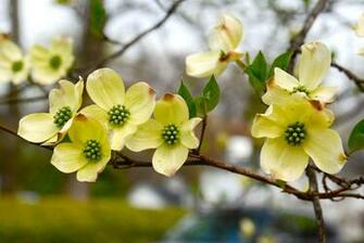 Happy First Day Of Spring Wallpaper Cool Pc