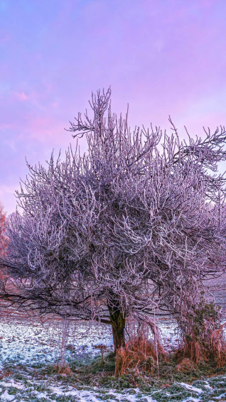 Winter Forest Wallpaper 4k Morning 5k 8k Trees