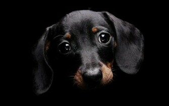 Cute Dog Dogs Wallpaper