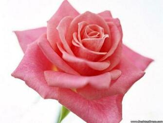 Pink Rose White Background