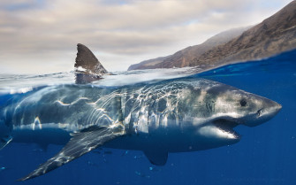 Great White Shark Wallpaper HD