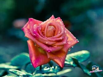 Roses Wallpaper