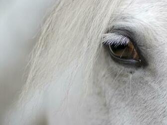 White Horse Wallpaper
