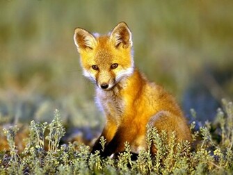 Fox Wallpaper