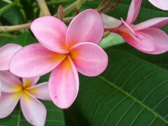 Pink Plumeria Flower Wallpaper Xp