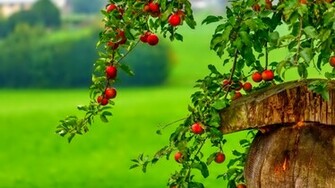 Apple Tree HD Wallpaper