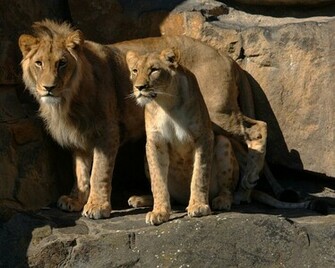 Lioness Wallpaper HD Background Desktop