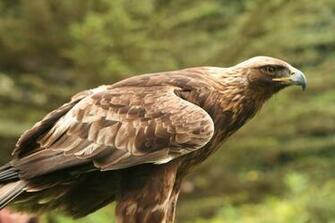 Bird Of Prey Wallpaper By HDwallpaper2