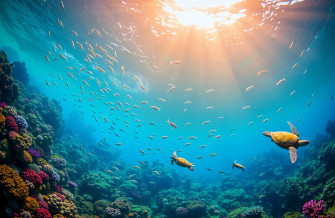 Ocean Life Wallpaper