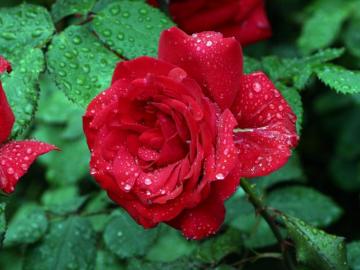 Lovely Rose With Beautiful Red Color Petals Drops Water Green
