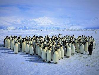 King Penguins In Antarctica Wallpaper And Background Image