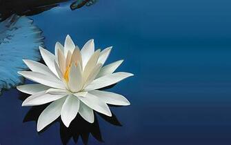 White Water Lily Wallpaper Pc Wallpaperlepi