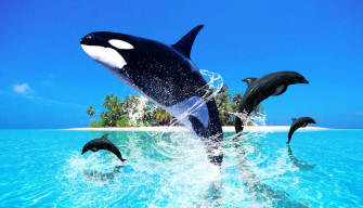Cute Dolphin Wallpaper