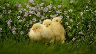 Baby Chicks Wallpaper