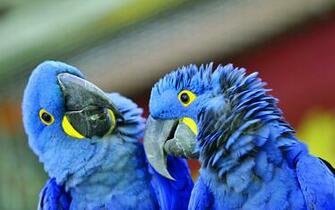 Animal Hyacinth Macaw Wallpaper