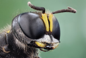 Stunning HD Wallpaper Of An Insect