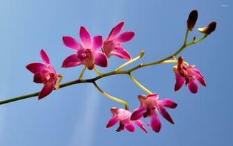 Pink Orchids Wallpaper Flower
