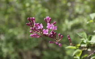 Lilac Flowers Pictures Wallpaper Red