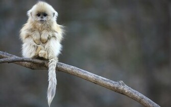 Baby Monkey Wallpaper HD For Desktop Mobile