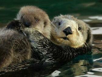 Baby Sea Otter Photo Galleries And News Photos Pictures