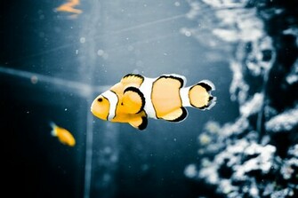 Clown Fish Macro Wallpaper By Permutation
