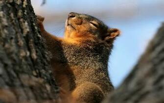 Awesome Animals Wallpaper