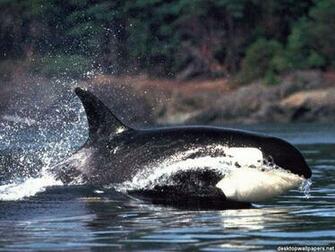 Killer Whale Wallpaper