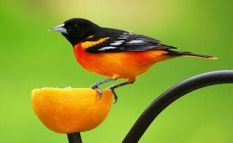 Baltimore Oriole Wallpaper HD