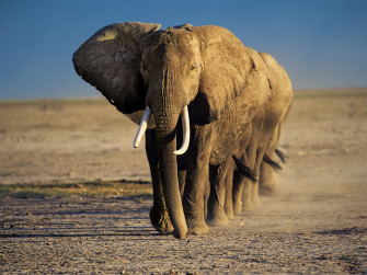 Elephant Wallpaper